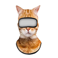 Orange Tabby