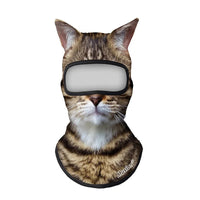 Brown Tabby